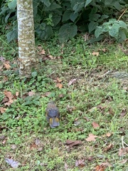 Trochalopteron morrisonianum