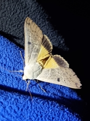 Ophiusa disjungens