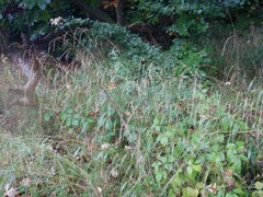 Brachypodium sylvaticum