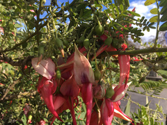 Clianthus puniceus
