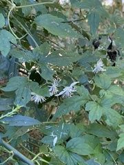 Clematis parviloba