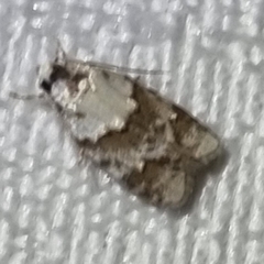 Tracholena sulfurosa