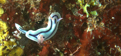 Chromodoris lochi