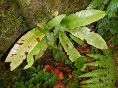 Asplenium scolopendrium scolopendrium