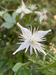 Clematis parviloba