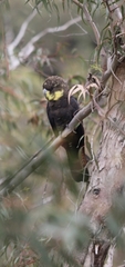 Calyptorhynchus lathami