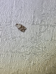 Tracholena sulfurosa