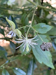 Clematis parviloba