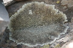Xanthoparmelia conspersa