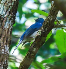 Cyornis