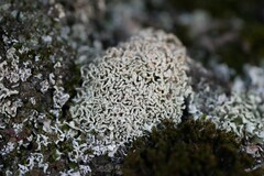 Cladonia strepsilis