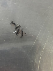 Brachyserphus parvulus