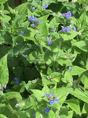 Pentaglottis sempervirens