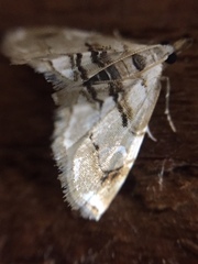 Trichophysetis cretacea