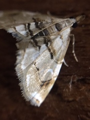 Trichophysetis cretacea