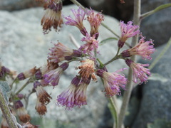 Adenostyles leucophylla