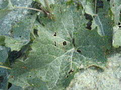 Adenostyles leucophylla