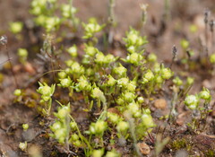 Siloxerus multiflorus