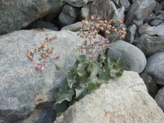 Adenostyles leucophylla