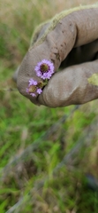 Verbena litoralis