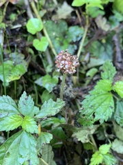 Lecanthus peduncularis