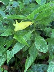 Impatiens tayemonii