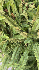 Nephrolepis cordifolia