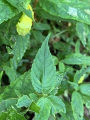 Impatiens tayemonii