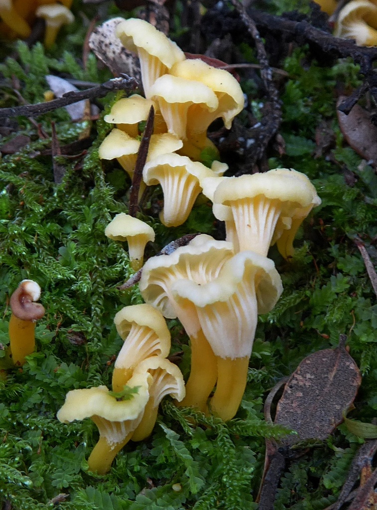 Cantharellus wellingtonensis
