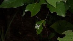 Sesiidae