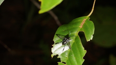 Sesiidae
