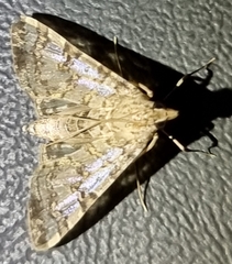 Dysallacta negatalis