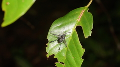 Sesiidae