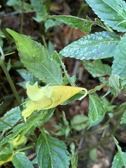 Impatiens tayemonii