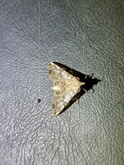 Dysallacta negatalis