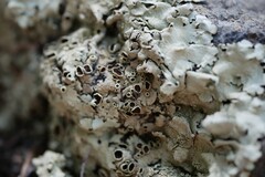 Xanthoparmelia conspersa