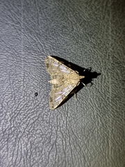 Dysallacta negatalis