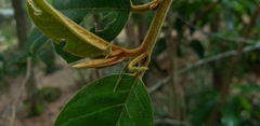 Alphitonia excelsa