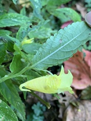Impatiens tayemonii