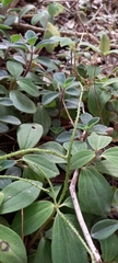 Peperomia increscens