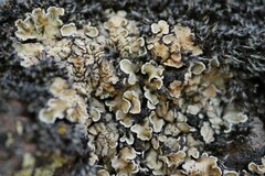 Squamarina cartilaginea