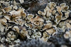 Squamarina cartilaginea