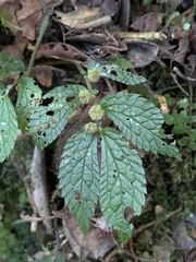 Elatostema parvum