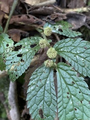 Elatostema parvum