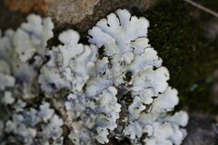 Parmelina tiliacea