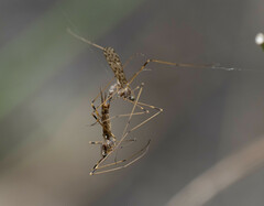 Tasiocera