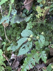 Elatostema parvum