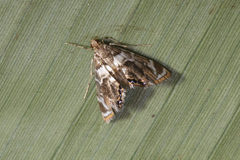 Acentropinae