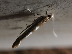 Pyroderces apparitella