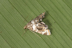 Acentropinae